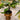 Kendrik -Mid-Century Brass Floor Planter (Multiple Sizes)