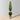 Buis topiaire en pot Jacob (plusieurs tailles) 