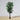 Tarso Artificial Ficus Potted Plant 6'