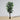 Plante artificielle en pot Ficus Tarso 6'