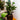 Plante artificielle en pot à feuilles d'anthurium Belen (plusieurs tailles)