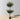 Plante topiaire de buis en pot sableux 4,3' 