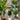 Plante artificielle à feuillage persistant en pot Dira (plusieurs tailles) 