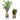 Adora -Mid-Century Modern Plant Stand With Brass Planter