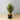 Aloe artificiel en pot, 50 cm