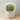 Coco Artificial Cactus Potted Plant 11"