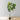 Plante artificielle en pot Cora, feuille de violon, 5,5 pi 
