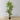 Dana Artificial Draecena Tree Potted Plant (Multiple Sizes)