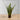 Plante artificielle en pot José Snake Sansevieria vert foncé 26" 