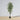 Olaya Artificial Ficus Potted Plant 6'