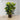 Plante artificielle en caoutchouc Rubi en pot de 2,5 pi 