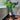 Plante artificielle en pot Tera Monstera 