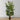 Xavi Artificial Fishtail Palm Tree Potted Plant (Multiple Sizes)